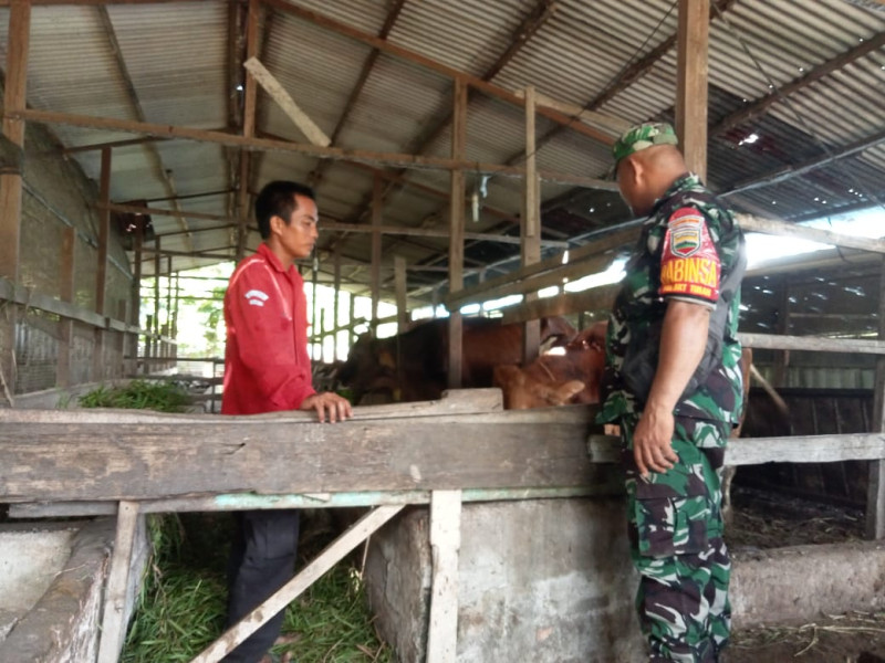 Serka Fahrizal Purba Ingatkan Peternak Agar Bersama-sama Cegah PMK