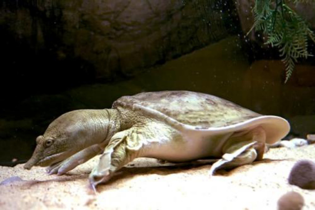 Pasien Terinfeksi Virus Korona di China Mengaku Diberi Makan Daging Kura-Kura