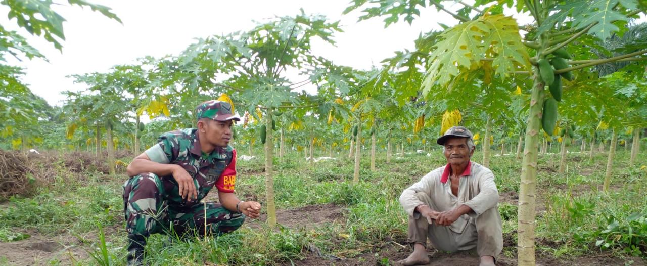 Sambangi Petani Pepaya, Serda Sugianto Laksanakan Pendampingan