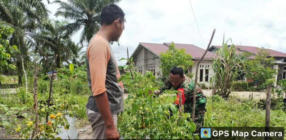 Babinsa M Andi Darmawan Laksanakan Pendampingan Kepada Petani Tomat