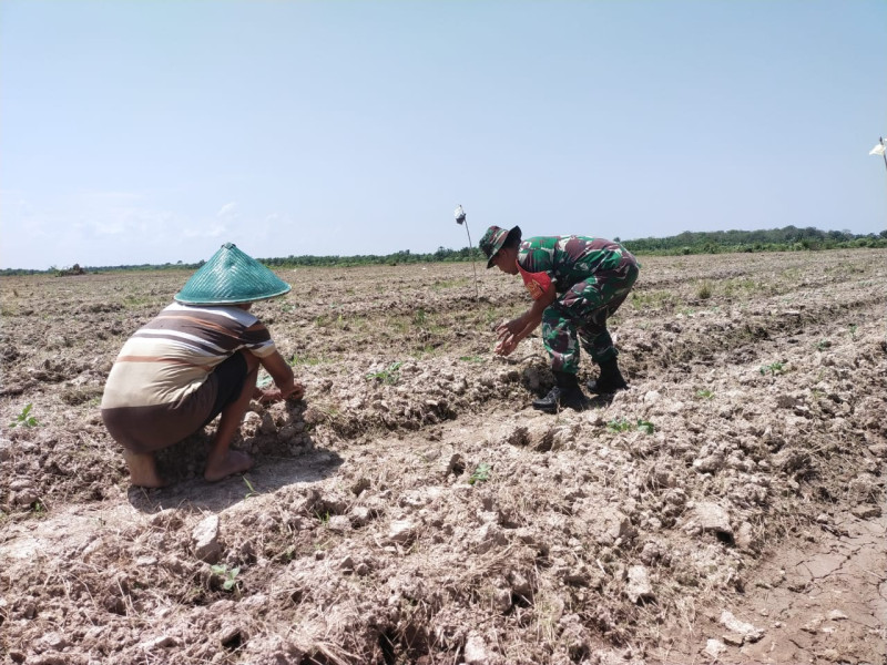Serka Khorianto Dampingi Petani Semangka