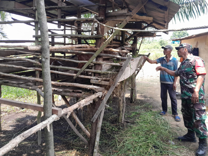 Babinsa Kelurahan Guntung Melaksanakan Pengecekan Kesehatan Hewan Ternak