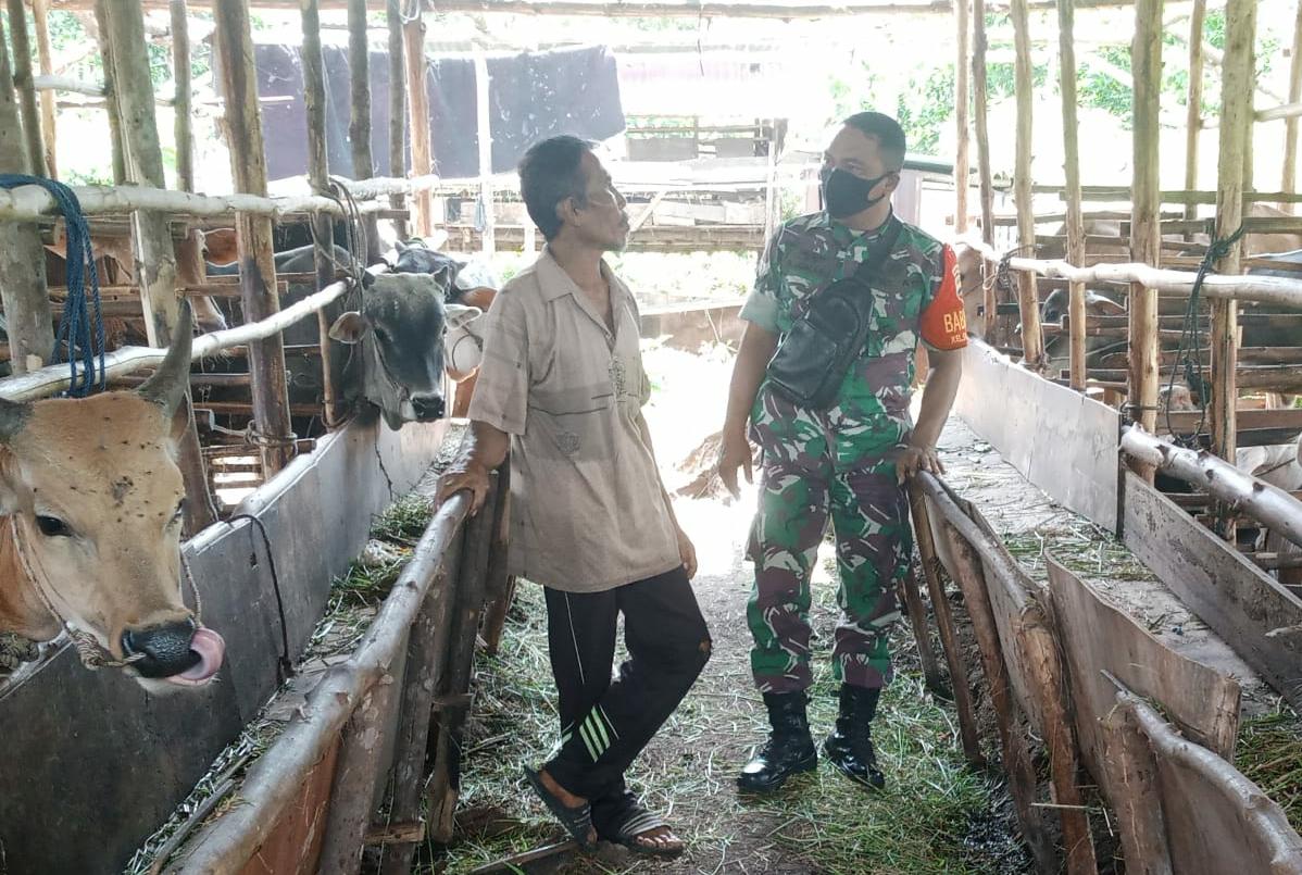 Pantau Infeksi PMK, Babinsa Koramil-01 Sosialisasi di Kandang Warga