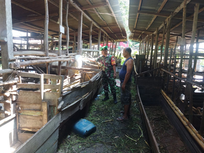 Pelaksanaan Pencegahan PMK Oleh Sertu Abu Kosim