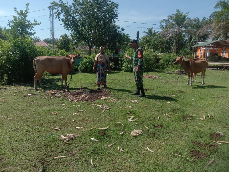 Pengecekan PMK, Babinsa Sertu Ramli Pastikan Sapi di Mundam Aman