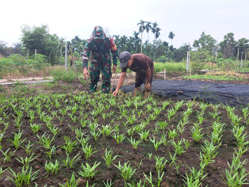 Serda Andri Widodo Koramil-01/Dumai Ajak Warga Kembangkan Karya Nyata Tanaman Kangkung