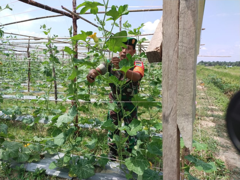 Serka Khorianto Monitoring Wilayah Binaannya Bersama Petani Labu