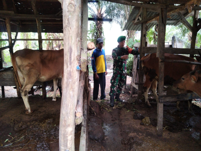 Babinsa Sertu Sugianto Dampingi Peternak Kambing di Dumai Barat untuk Cegah Penyakit Mulut dan Kuku