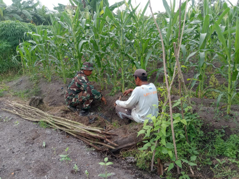 Dukung Pertanian Lokal, Serka Suandi Berikan Pendampingan