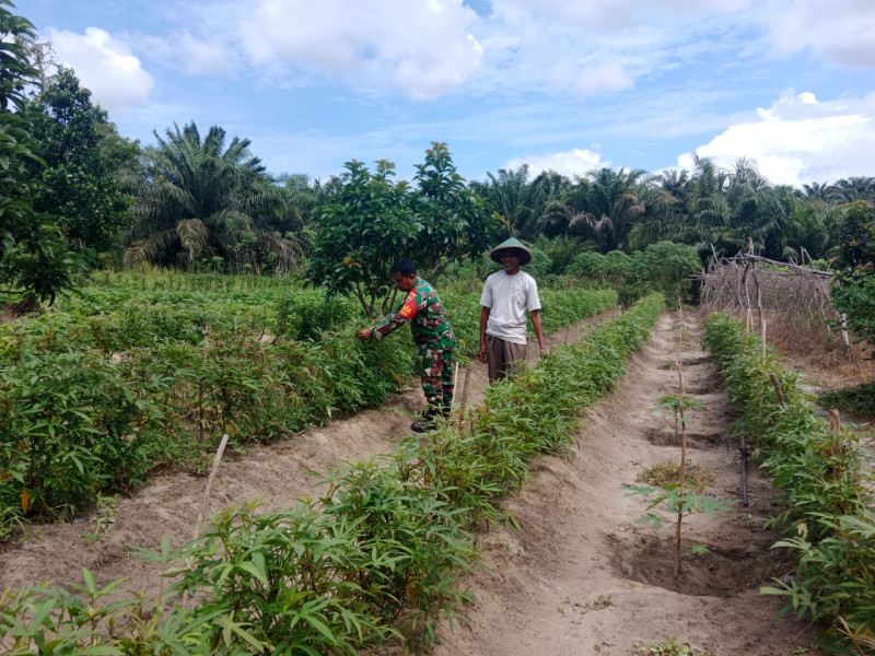 Babinsa Koramil-01 Dumai Dukung Petani Ubi Tingkatkan Produktivitas