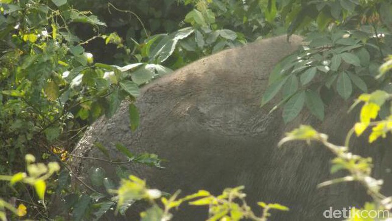 Gajah Liar di Pinggir Ditemukan Terluka
