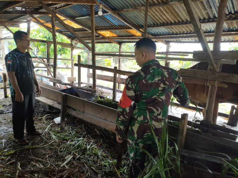 Giat Cegah PMK, Sertu Sutarno Sambangi Peternakan Masyarakat