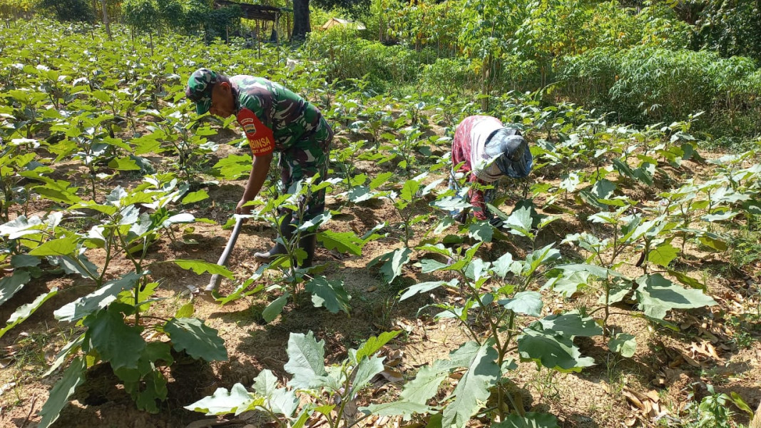Serda Roni Sandra Dampingi Petani Terong