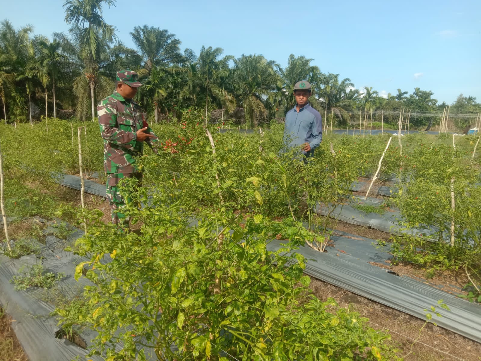 Serda Cerza Katno Laksanakan Giat Jaga Ketahanan Pangan