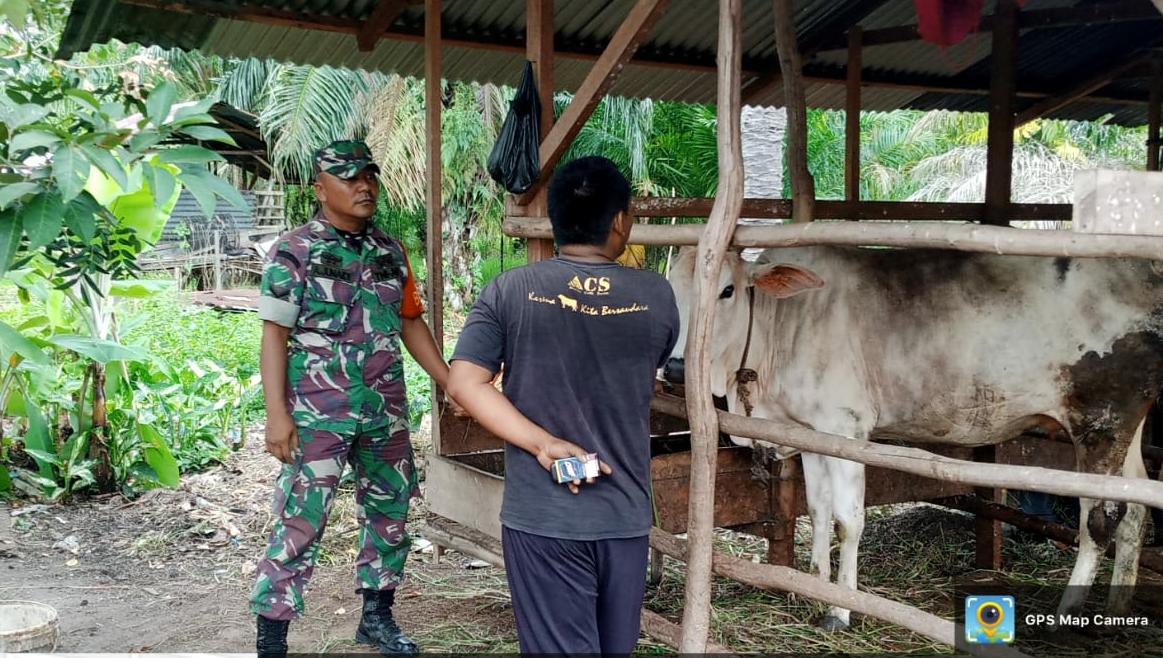 Cegah PMK, Koramil-01 Laksanakan Sosialisasi