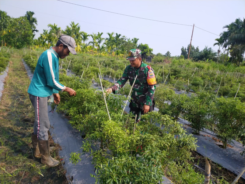 Serda Iwan Laksanakan Pendampingan Karya Nyata Tanaman Cabe