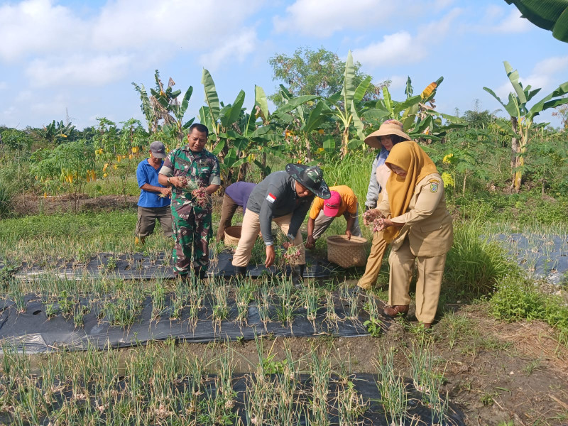 Diwakili Pasiter, Dandim 0320/Dumai Hadiri Kegiatan Panen Raya Bawang