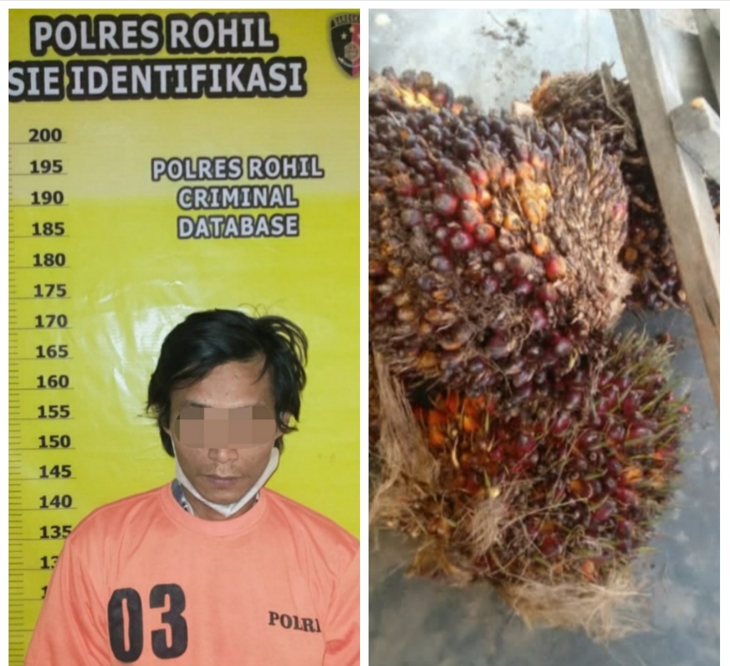 Kepergok Curi Sawit, RP Diamankan Warga Lalu Diserahkan ke Polsek Tanjung Melawan
