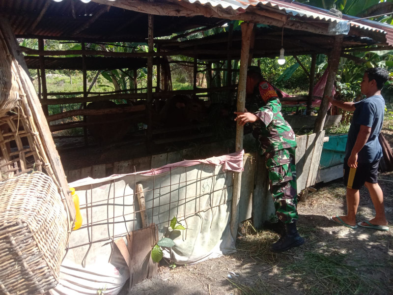 Serda Agustinus Turun Langsung Pantau Kesehatan Hewan Ternak