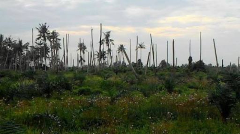 Dewan Inhil Sebut El Nino dan Sedimentasi Faktor Kerusakan Lahan Perkebunan Kelapa Rakyat