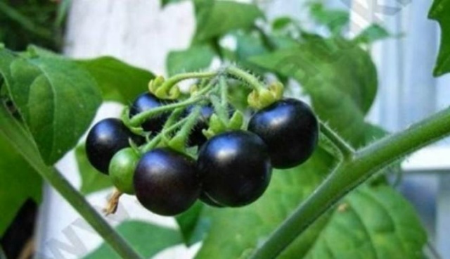 Cara Mengobati Alergi Kulit dengan Leunca