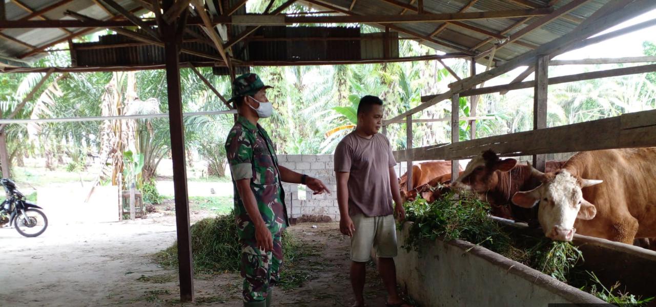 Antisipasi PMK, Babinsa Laksanakan Sosialisasi