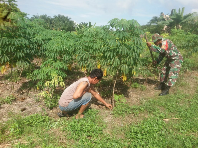 Pendampingan di Kebun Ubi Oleh Sertu Nono