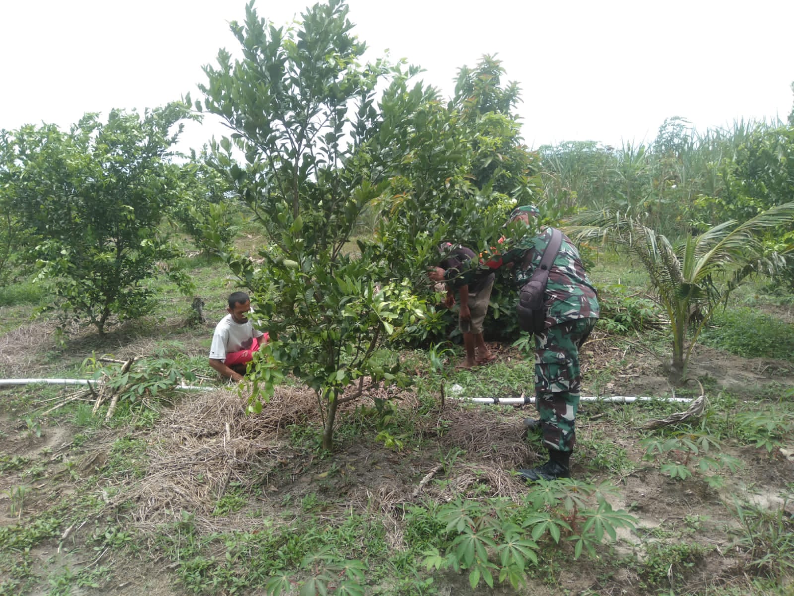 Babinsa Kelurahan Bukit Timah Dampingi Petani Jeruk Manis