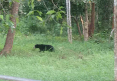 Dua Beruang Madu Berkeliaran di Hutan Arwinas Siak