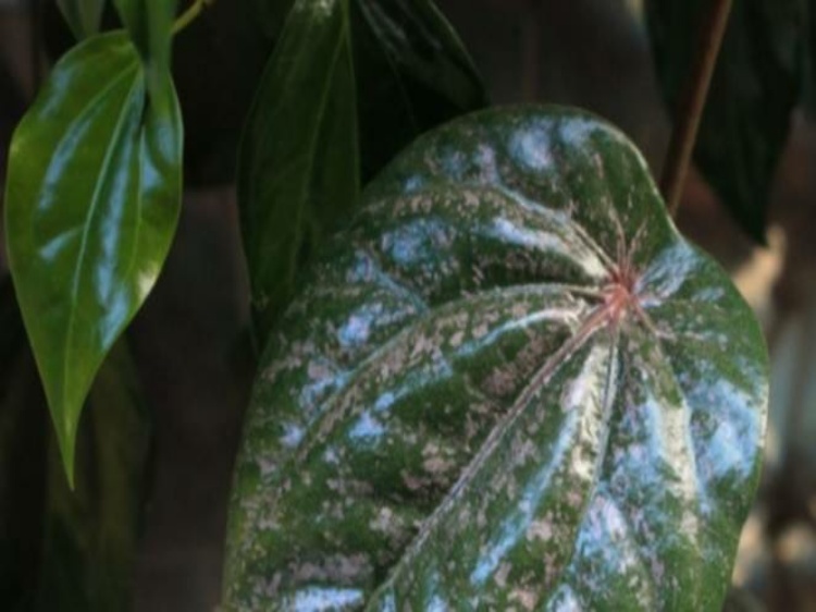 Manfaat Daun Sirih Bagi Area Kewanitaan