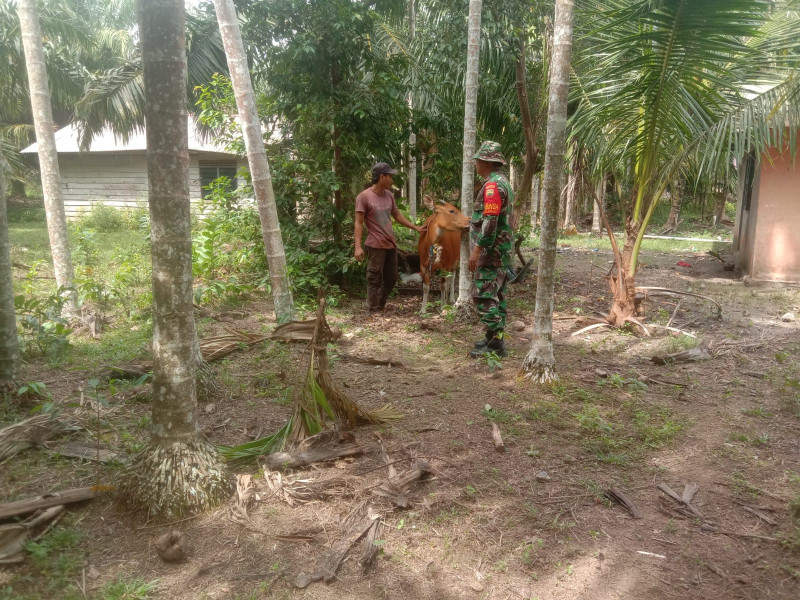 Serda Cerzakatno Laksanakan Giat Masif Cegah PMK