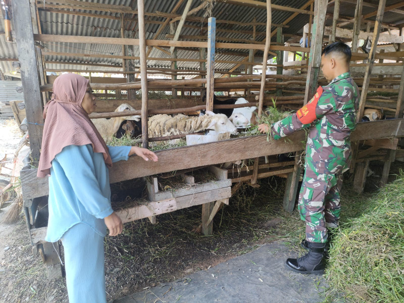 Babinsa Kodim 0320/Dumai Sosialisasikan Pencegahan Penyakit Mulut dan Kuku di Peternakan Warga