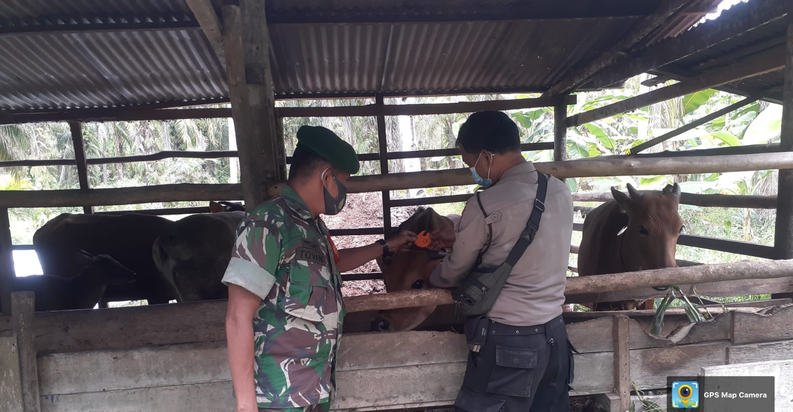 Cegah Penularan PMK, Babinsa Kelurahan Lubuk Gaung Kawal Vaksinasi Hewan