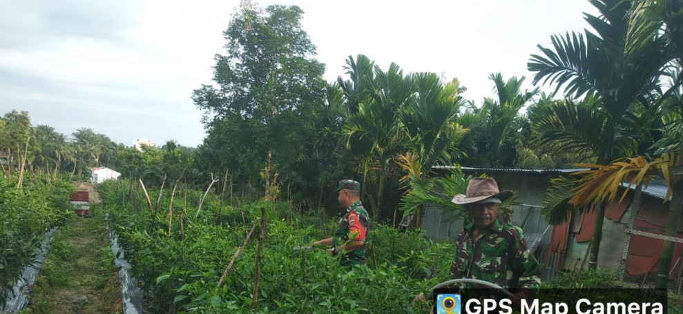 Petani Cabe Keriting Mendapatkan Edukasi Dari Babinsa