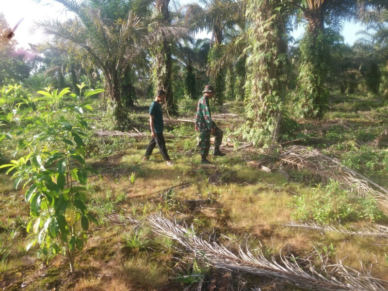 Pencegahan Karhutla Oleh Sertu Nono di Kelurahan Bukit Batrem
