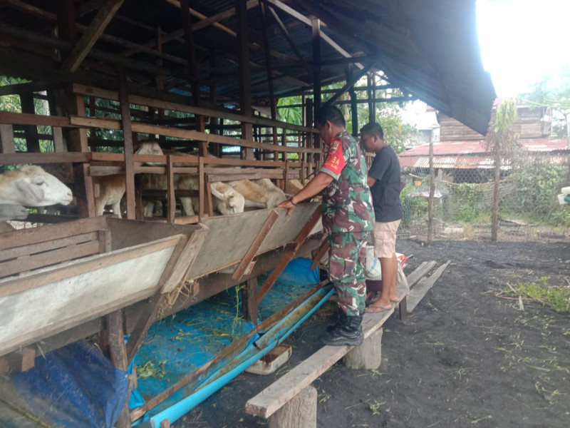 Babinsa Koramil 03 Sertu Jainal Arifin Mengawasi Peternakan Masyarakat Untuk Mencegah PMK