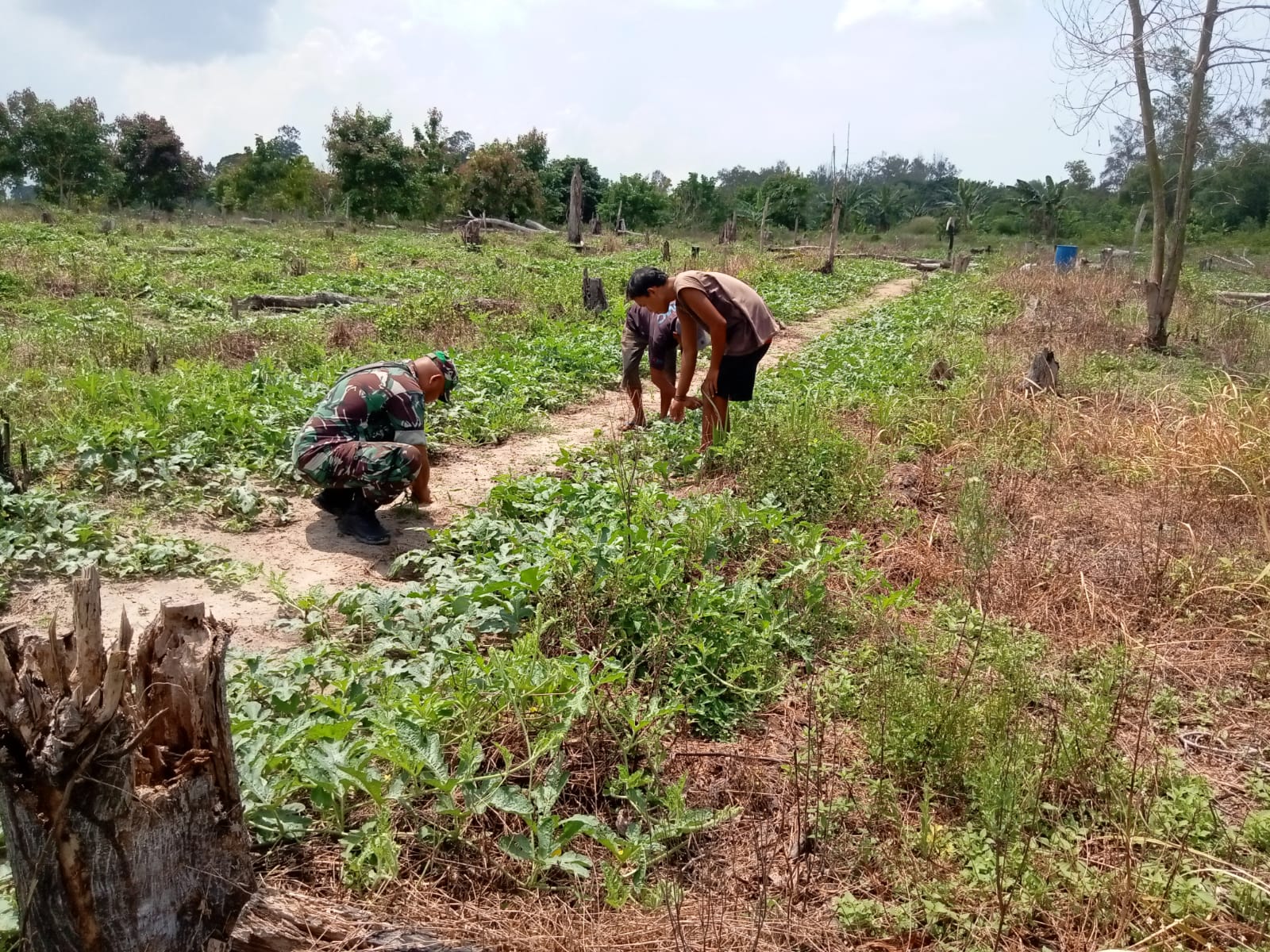 Serka Fahrizal Purba Mendampingi Petani Semangka