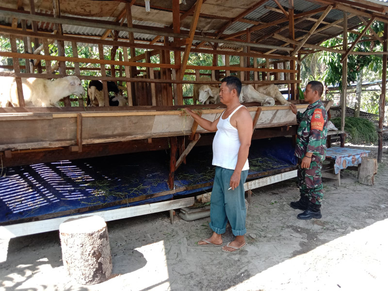 Sertu Jainal Arifin Jelaskan Bahaya PMK