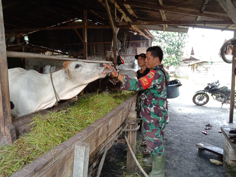 Sertu Jainal Arifin Laksanakan Monitoring Hewan Ternak