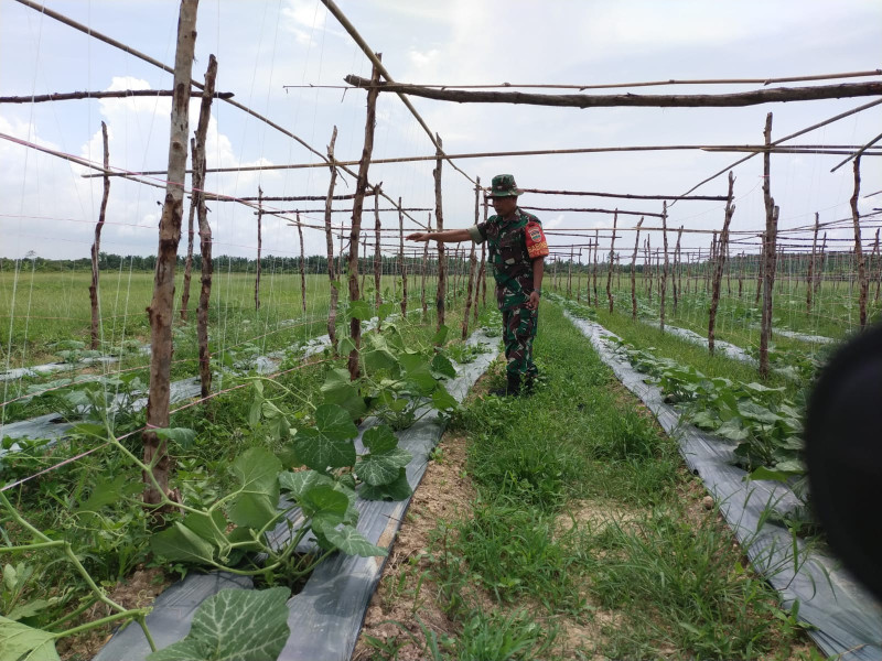 Petani Labu Dapatkan Binaan Dari Serka Khorianto