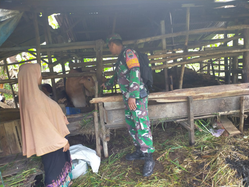 Komsos Cegah PMK Oleh Serda Iwan Sahputra