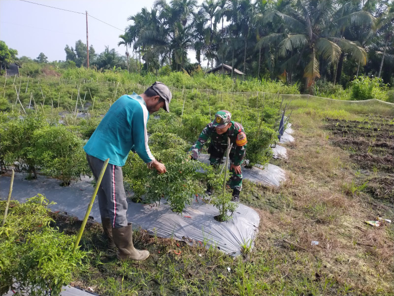 Penanaman Cabe Merah Dilaksanakan Oleh Babinsa Serda Iwan Sahputra dan Masyarakat