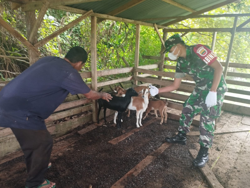 Babinsa Koramil 06 Merbau Cek Kondisi Kesehatan Hewan Ternak