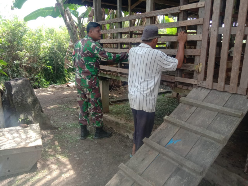 Sertu Afnal Aktif Cegah PMK pada Hewan Ternak di Desa Binaan Koramil 03 SS