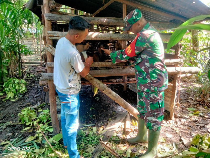 Giat Serda Ansari Untuk Mencegah PMK