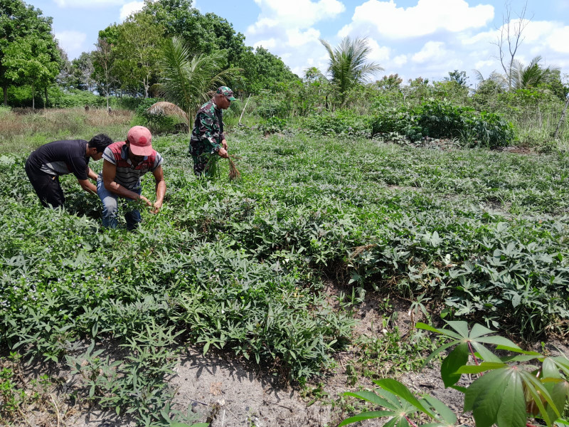 Serma F Purba Dukung Pertanian Lokal di Bukit Timah