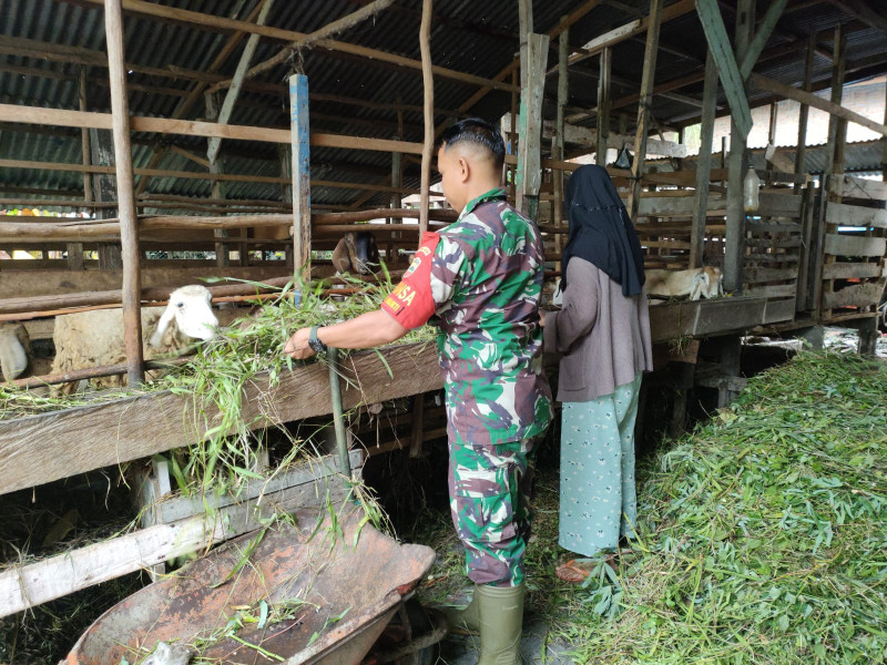 Sertu Sutarno Berikan Edukasi Kepada Peternak Terkait PMK dan Cara Mencegahnya