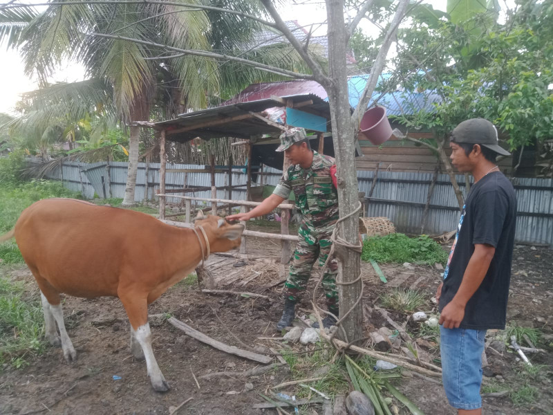 Cegah PMK, Ini Yang Dilakukan Oleh Babinsa Koramil 06 Merbau