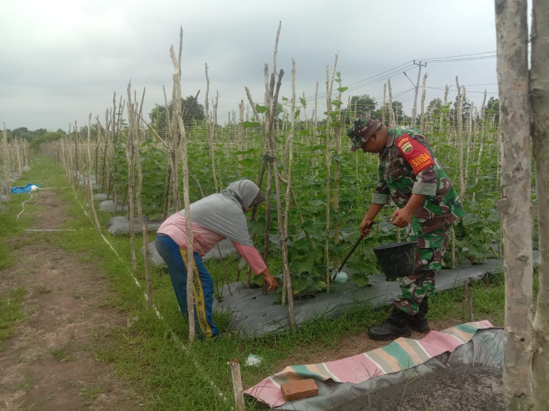 Serda Cerzakatno Laksanakan Pendampingan Kepada Petani Timun