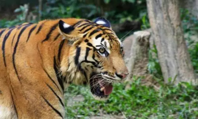 Deretan Kasus Serangan Harimau, dari Panjat Pohon Sawit hingga Tersisa Kaki dan Tulang